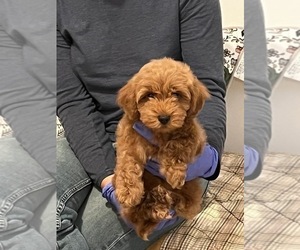 Medium Poodle (Miniature)