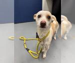 Small Chihuahua Mix