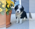 Small #1 Australian Shepherd