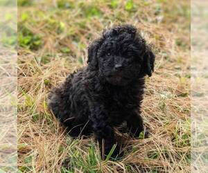 Bernedoodle-Poodle (Miniature) Mix Puppy for sale in STANLEY, WI, USA