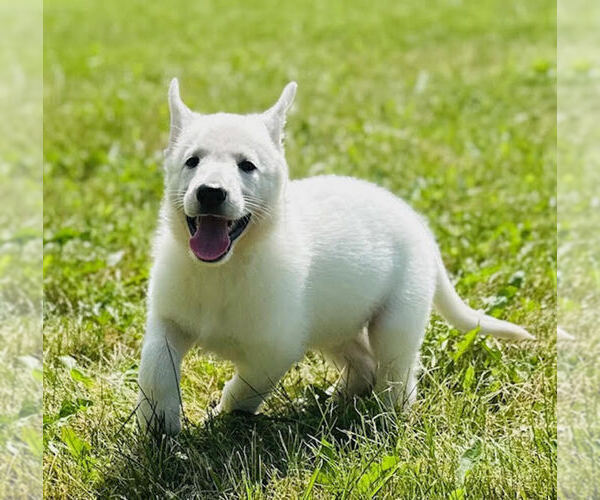 Medium Photo #4 German Shepherd Dog Puppy For Sale in CARDINGTON, OH, USA