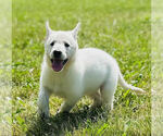 Small #3 German Shepherd Dog