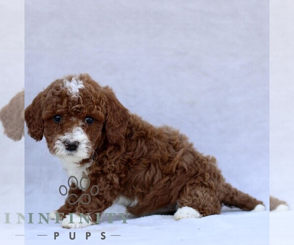 Medium Photo #4 Goldendoodle (Miniature) Puppy For Sale in EPHRATA, PA, USA