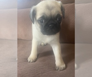 Pug Puppy for sale in ABERDEEN, WA, USA