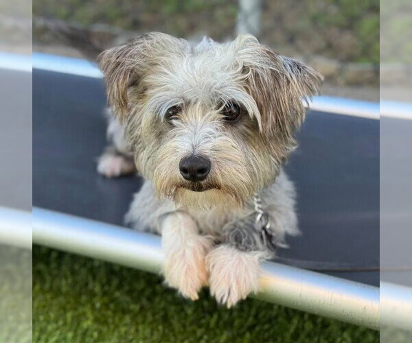 Medium Photo #5 Cairn Terrier-Unknown Mix Puppy For Sale in San Diego, CA, USA