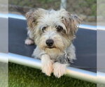Small #4 Cairn Terrier Mix