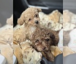 Small #6 Poodle (Toy)