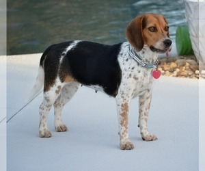 Gemma - Female Beagle Dog for Adoption - Photo #5