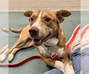 Mutt Dogs for adoption in Kansas City, MO, USA
