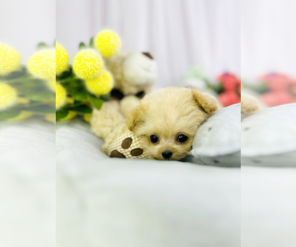Medium Photo #5 Maltipoo Puppy For Sale in CHANDLER, AZ, USA