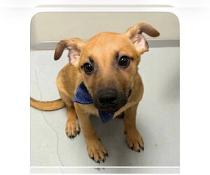 Forrest - Male Mutt Dog for Adoption - Photo #4