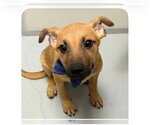 Small #3 Mutt