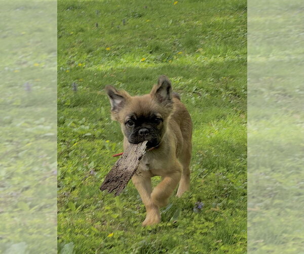 Medium Photo #2 French Bulldog-Unknown Mix Puppy For Sale in Brewster, NY, USA
