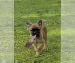 Small #1 French Bulldog Mix