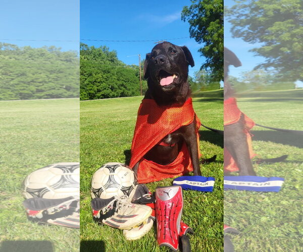 Medium Photo #2 Labrador Retriever-Unknown Mix Puppy For Sale in Germantown, OH, USA