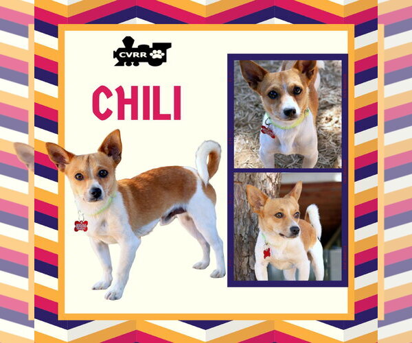 Medium Photo #1 Chihuahua-Unknown Mix Puppy For Sale in Lindsay, CA, USA