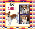 Small Chihuahua Mix