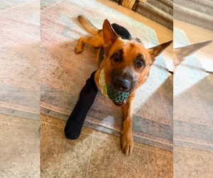 German Shepherd Dog Dogs for adoption in New Hill, NC, USA