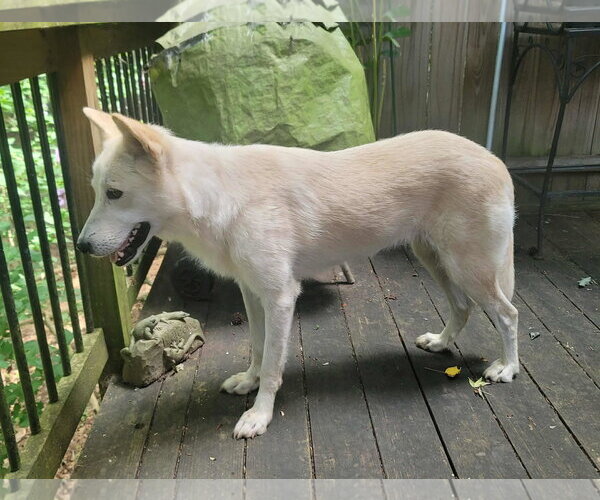 Medium Photo #5 - Mix Puppy For Sale in Hoffman Estates, IL, USA