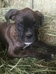 Small Photo #26 Boxer Puppy For Sale in AFTON, WY, USA