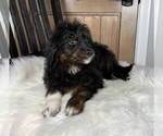 Small Photo #4 Aussiedoodle Miniature  Puppy For Sale in FRANKLIN, IN, USA