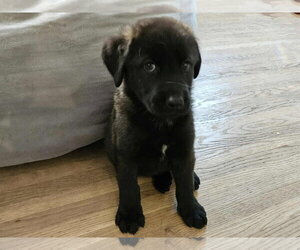 Mutt Dogs for adoption in Wyoming, MI, USA