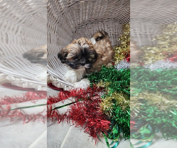 Medium Photo #8 Shih Tzu Puppy For Sale in GREENWOOD, WI, USA