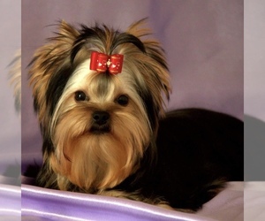 Father of the Yorkshire Terrier puppies born on 03/02/2022