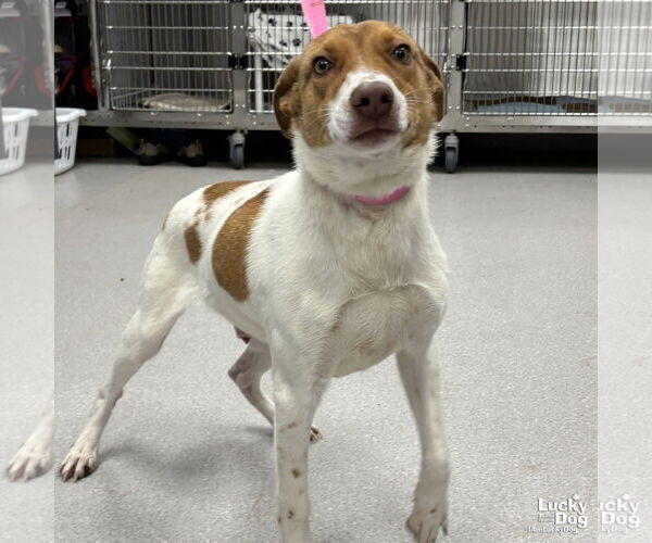 Medium Photo #5 Retriever -Unknown Mix Puppy For Sale in Washington, DC, USA