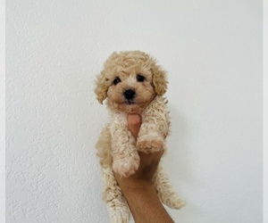 Medium Poodle (Toy)