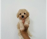 Small Photo #1 Poodle (Toy) Puppy For Sale in SAN BERNARDINO, CA, USA