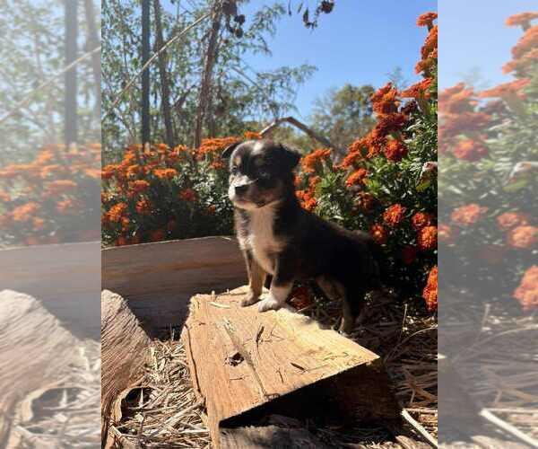 Medium Photo #2 Miniature Australian Shepherd Puppy For Sale in GLENWOOD, IN, USA