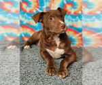 Small #2 American Pit Bull Terrier-Labrador Retriever Mix