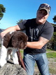 Small Photo #2 Newfoundland Puppy For Sale in CITRUS HEIGHTS, CA, USA