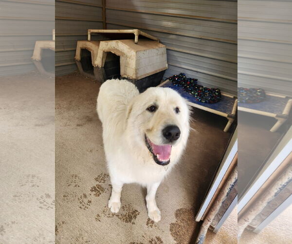 Medium Photo #2 Great Pyrenees-Unknown Mix Puppy For Sale in Woodsfield, OH, USA
