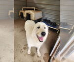Small #1 Great Pyrenees Mix