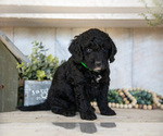 Small #1 Miniature Labradoodle
