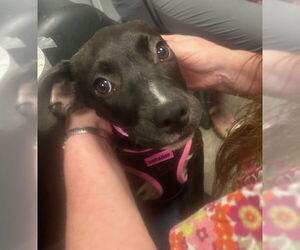 Peaches - Female Labrador Retriever-Unknown Mix Dog for Adoption - Photo #2