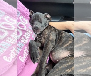 Summer - Brynns litter - Female American Staffordshire Terrier-Unknown Mix Dog for Adoption - Photo #2