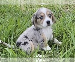 Puppy 5 Australian Shepherd-Beagle Mix