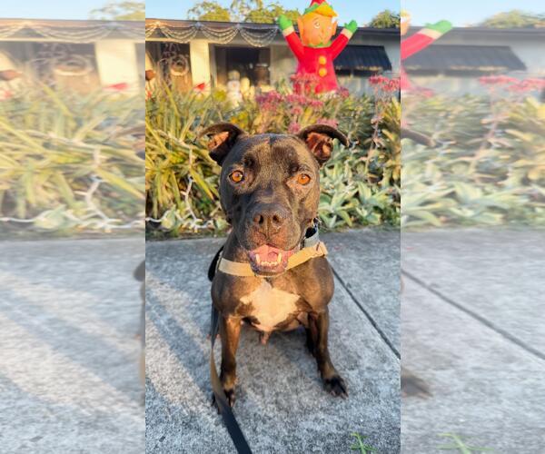 Medium Photo #10 Mutt Puppy For Sale in Pompano Beach , FL, USA