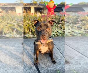 Elliot - Male Mutt Dog for Adoption - Photo #10