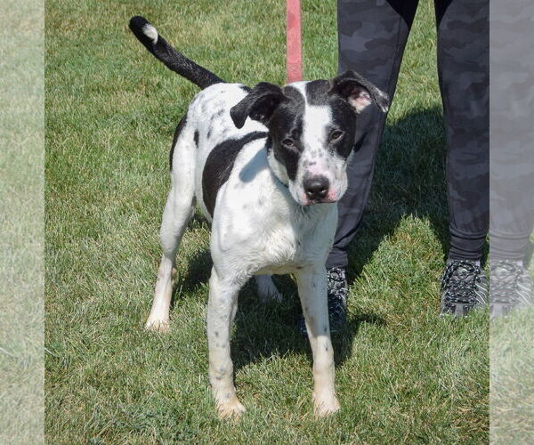 Medium Photo #2 American Staffordshire Terrier-Boxer Mix Puppy For Sale in Huntley, IL, USA