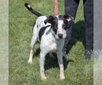 Small #1 American Staffordshire Terrier-Boxer Mix