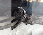 Small Photo #5 Mastiff Puppy For Sale in FULTON, NY, USA