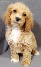 Cock-A-Poo Puppy for sale in GENEVA, NY, USA