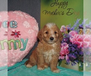 Goldendoodle-Poodle (Miniature) Mix Puppy for sale in FORT PLAIN, NY, USA