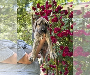 Great Dane Puppy for sale in HENDERSON, NC, USA