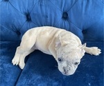 Small Photo #10 French Bulldog Puppy For Sale in LOUISVILLE, KY, USA
