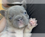 Small #3 French Bulldog